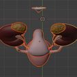 7.jpg 3D Model of Female Reproductive and Urinary System