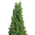 51-1.png Plant Tree Green Pot Plant 3D Model 49-52