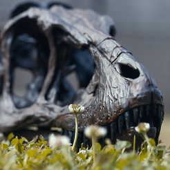 Esqueleto de T-rex a tamaño natural - Parte 01/10