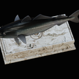 coalfish-statue-box-1-18.png fish coalfish / Pollachius virens with storage space / for 3d printing