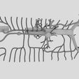 file-20.jpg Venous system thorax abdominal vein labelled 3D model