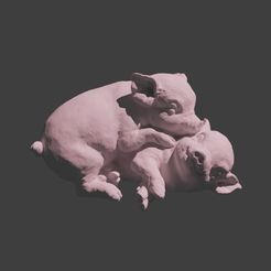 Screenshot-2023-10-05-162129.jpg Piglets Piggy pig pig