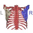 CT.jpeg Model of the left scapula (obtained after a CT scan)