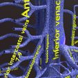 PSfinal0047.jpg Human venous system schematic 3D