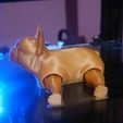 DSC_8709_.jpg Articulated French Bulldog - FLEXI PRINT-IN-PLACE