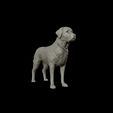 11.jpg Labrador Retriever model 3D print model