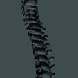 columna-5.jpg spinal column