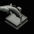 coalfish-open-mouth-statue-box-64.png COALFISH / POLLACHIUS VIRENS trophy with storage space for 3d printing