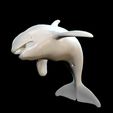 WIRE.jpg ORCA Killer Whale Dolphin FISH sea CREATURE 3D ANIMATED RIGGED MODEL