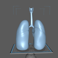 L3.png Human Lungs