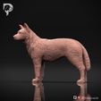 Australian-Cattle-Dog-Pose-02-Dog-3D-Print-7s.jpeg Australian Cattle Dog 3D Print Model Pose 02