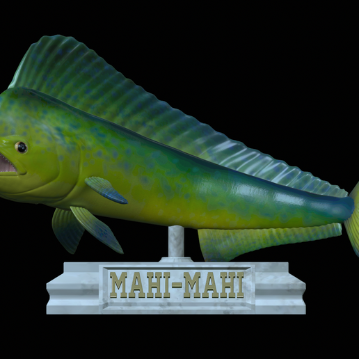 🐠 fish mahi mahi / Coryphaena hippurus trophy statue detailed texture ...