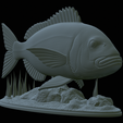 Dentex-statue-1-33.png fish Common dentex / dentex dentex statue underwater detailed texture for 3d printing