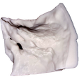 TB2.png Temporal bone with detailed inner ear structures