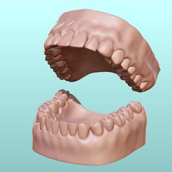 1a.jpg Dental Human Teeth model