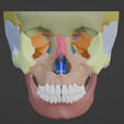 1.png 3D Model of Skull and Skull Bones