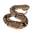 5.png Rattle Snake