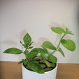 k1.png Propagation planter