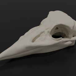 Corvo01.jpg Raven skull