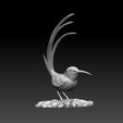 23432423.jpg colibri humming bird
