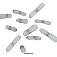 lactobacillus_Wireframe.png Microscopic Life Collection 01