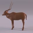 AddaxPr_0007.jpg Animales del desierto del Sáhara