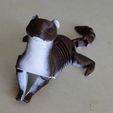 DSC03417.jpg STL file Flexi Ferret・Model to download and 3D print