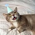 CAT-PARTY-HAT-PLASTIC-3D-PRINT-by-qbed-5.jpg FISHY FISH CAT PARTY HAT