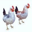 0.jpg CHICKEN CHICKEN - DOWNLOAD CHICKEN 3d Model - animated for Blender-Fbx-Unity-Maya-Unreal-C4d-3ds Max - 3D Printing HEN hen, chicken, fowl, coward, sissy, funk- BIRD - POKÉMON - GARDEN