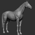 23.jpg Horse Breeds Collection