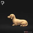 Dachshund-Miniature-Smooth-Haired-Pose-07-Dog-3D-Print-7s.jpeg Dachshund Miniature Smooth Haired Pose 07