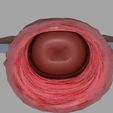 uterus-3d-model-obj-3ds-fbx-blend-6.jpg Modelo 3D de útero humano