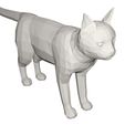 10002.jpg Cat