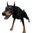 0011.jpg DOG DOG DOWNLOAD Dóberman 3d model Animated for Blender - fbx - unity - maya - unreal - c4d - 3ds max - 3D printing DOBERMAN DOG DOG PET CANINE POLICE WOLF DOG