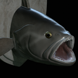 White-grouper-head-trophy-29.png fish head trophy white grouper / Epinephelus aeneus open mouth statue detailed texture for 3d printing