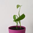 IMG_20200508_120910.jpg PLANTER 01