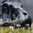 Life size baby T-rex skeleton - Part 01/10
