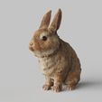Rabbit-Sit.1687.jpg Bunny Rabbit Sitting Pose- TOOLS ,GARDENING SERIES