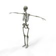 untitled.596.jpeg Complete Human Skeleton - Explore Human Anatomy