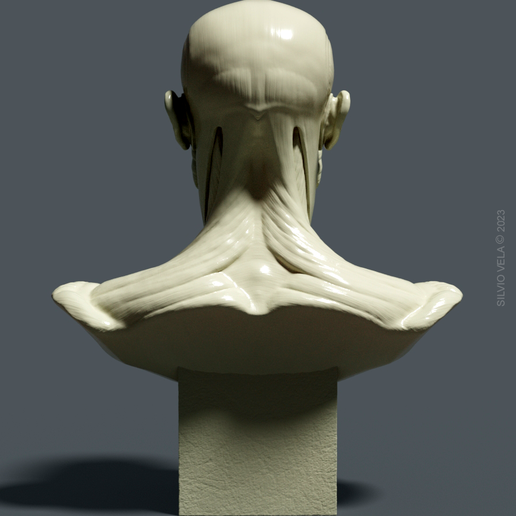 BACK.png Bust Écorché  for study + PDF anatomy manual