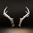 Back.jpg Whitetail Buck Deer Antler Set 2
