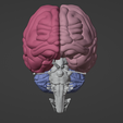 17.png 3D Model of Skull with Brain and Brain Stem - best version