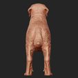 07.jpg Labrador Retriever model 3D print model