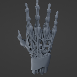 h1.png Archivo STL Músculo de la mano・Diseño imprimible en 3D para descargar