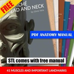 AD-COVER-ÉCORCHÉ.png Bust Écorché  for study + PDF anatomy manual