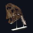 DSC_0449_OK_Cults.jpg Life size Citipati (Oviraptor) skull and cervical vertebrae