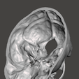 Screenshot-2024-04-04-145310.png Anatomically correct human skull