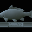 carp-statue-33.png fish carp / Cyprinus carpio statue detailed texture for 3d printing