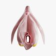 clitoris.jpg 3D file Clitoris Anatomy - Resting Clitoris・3D print design to download