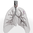 anatomy_of_the_airways.png anatomy of the airways - Anatomy of the lungs